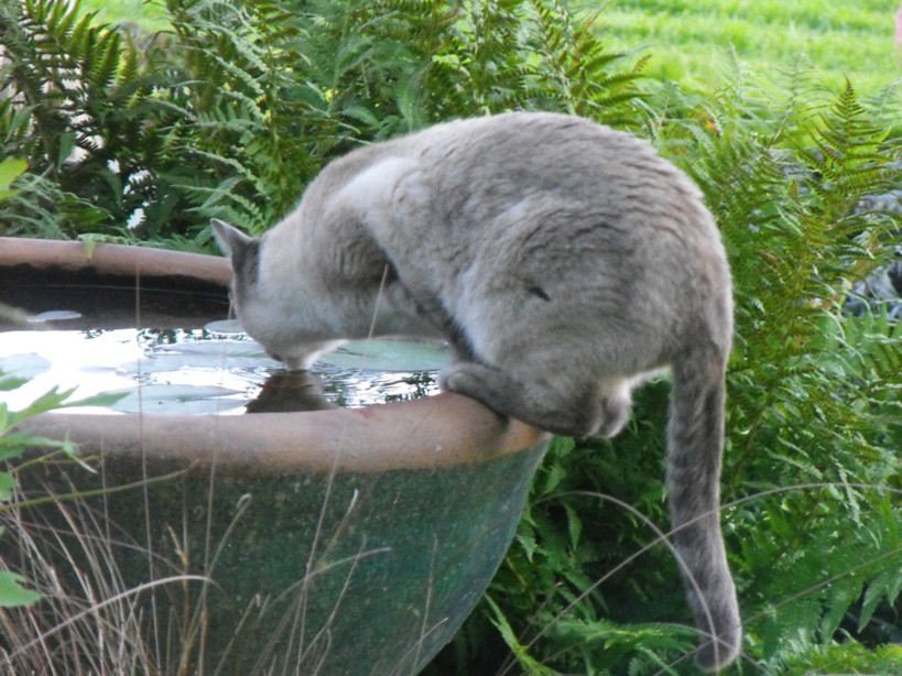 cat drinking